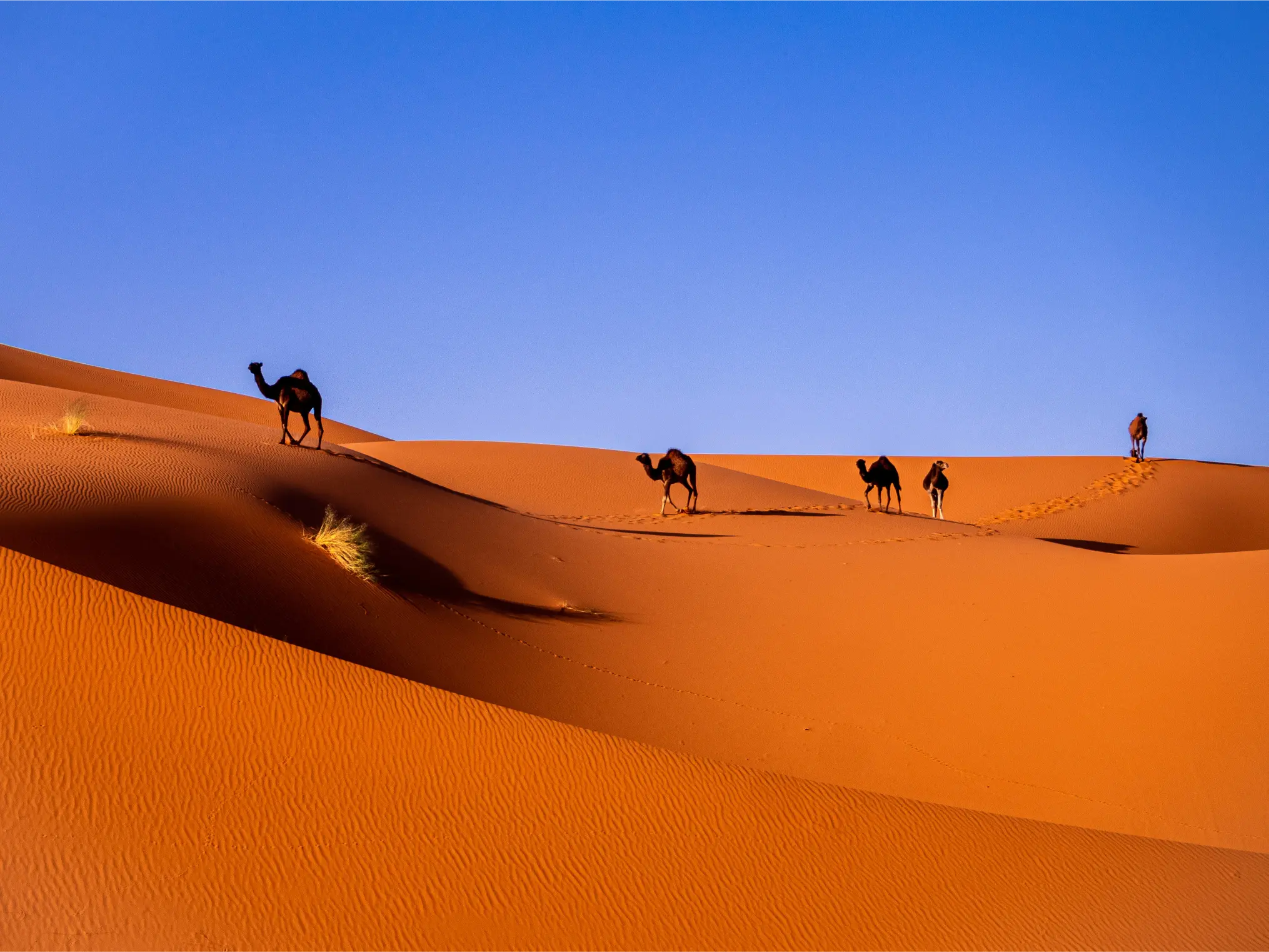 Maroc Expedition Travel Background